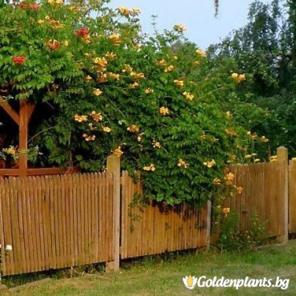Тромпетна лоза - Текома Флава (дървесен вид)