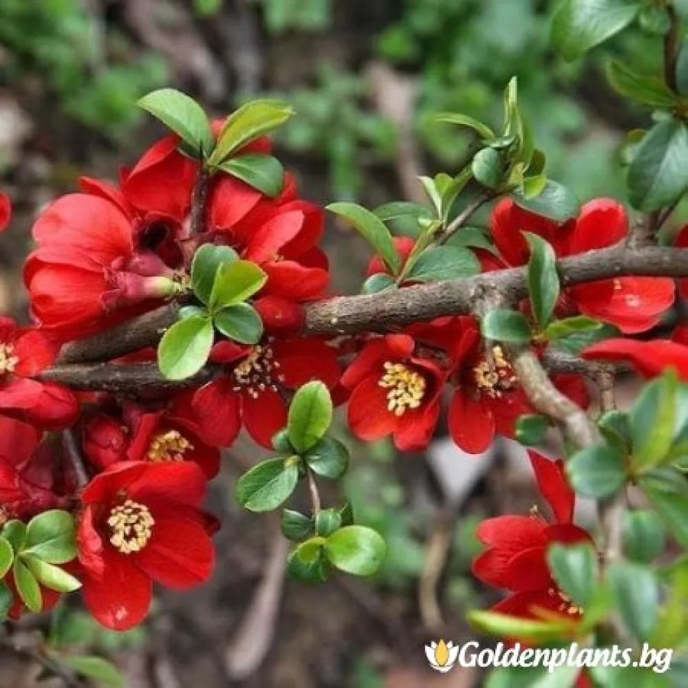 Японска дюля Crimson and Gold (дървесен вид)