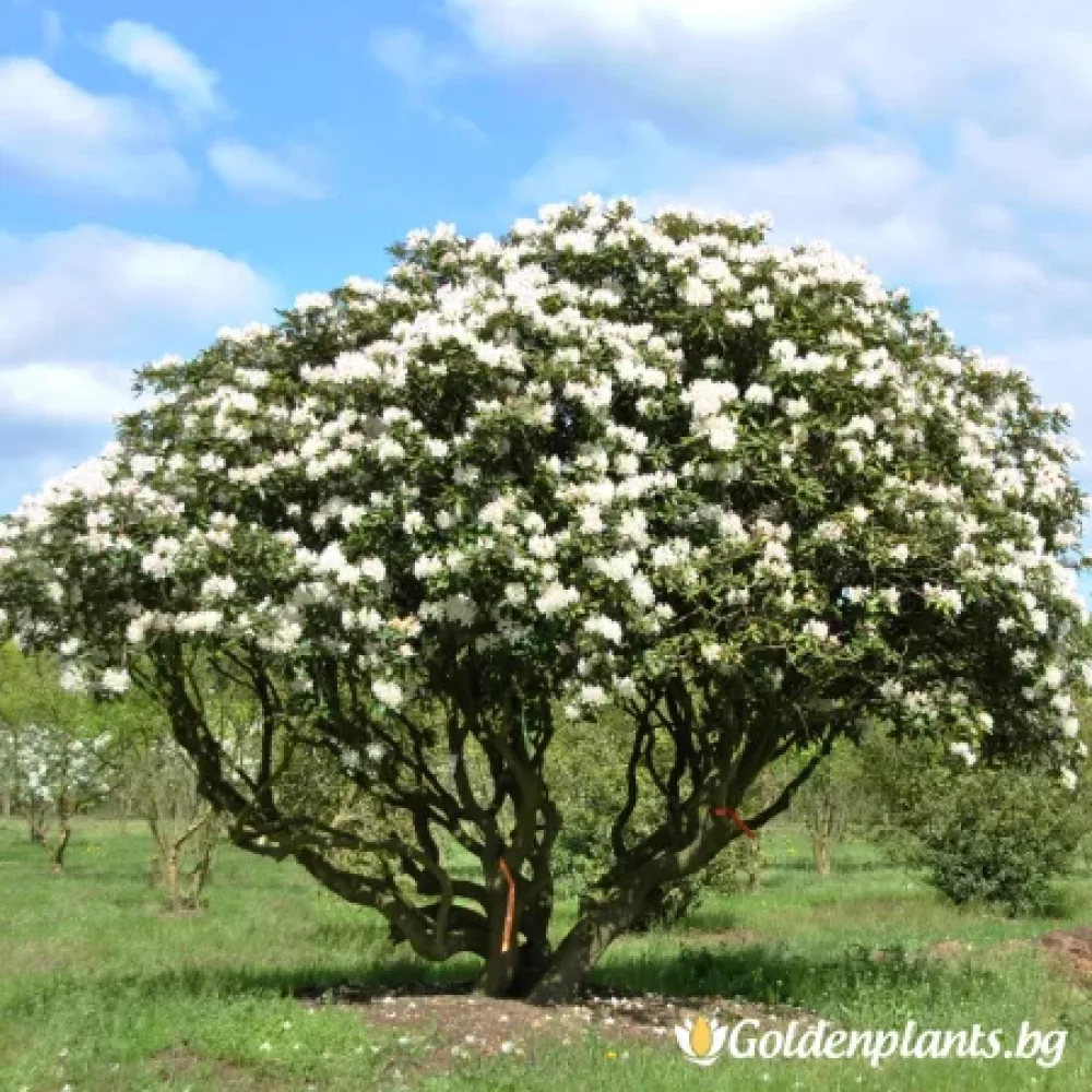 Рододендрон – сорт ‘Бяло на Кънингам’