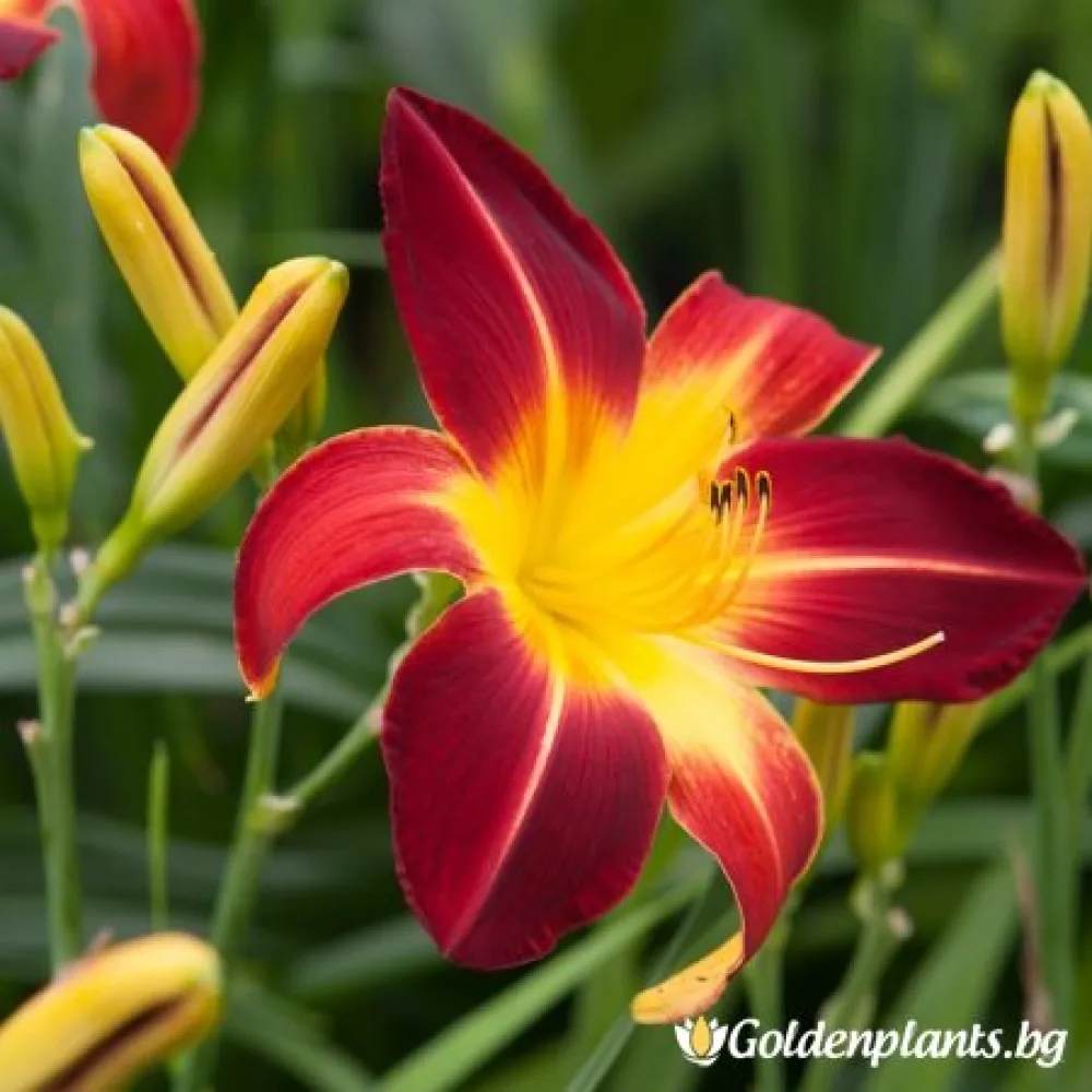 Хемерокалис /Hemerocallis (цъфтящ вид)