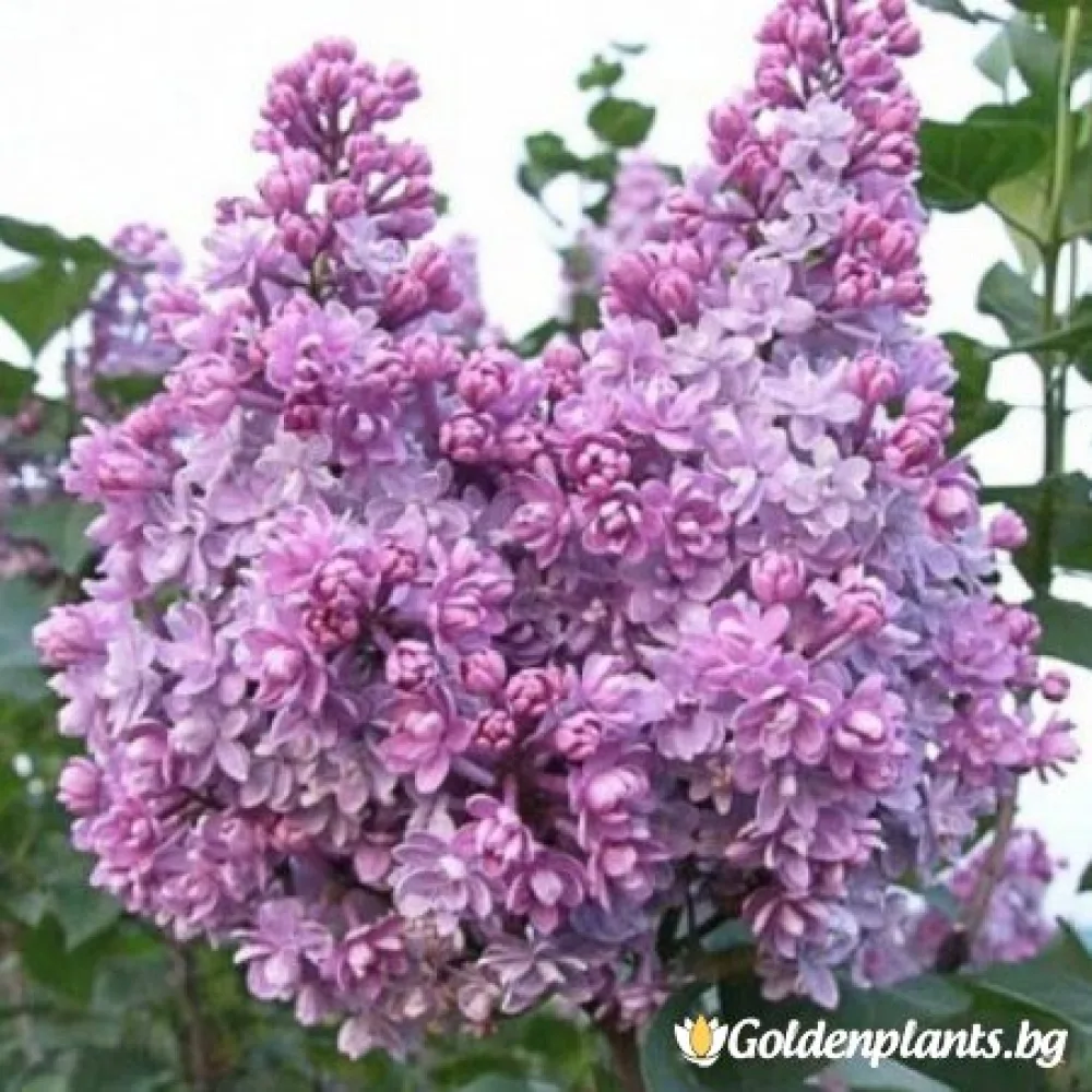 Люляк – сорт ‘Колхозница’