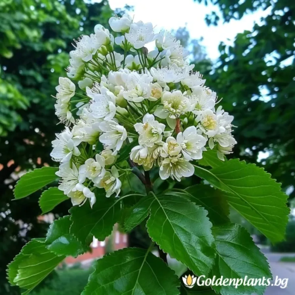 Офика Бяла 120см (дървесен вид)