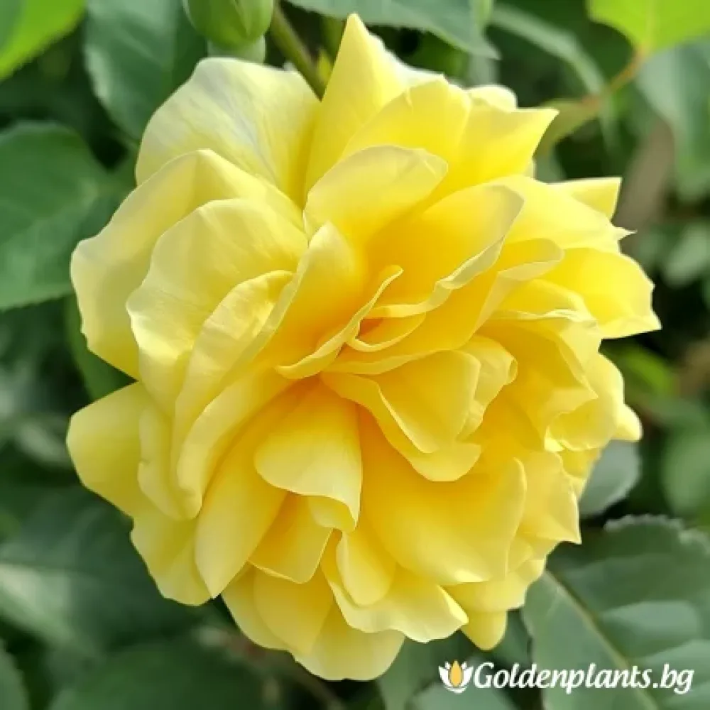 Роза – сорт ‘Жълта Фантазия’ (гол корен)