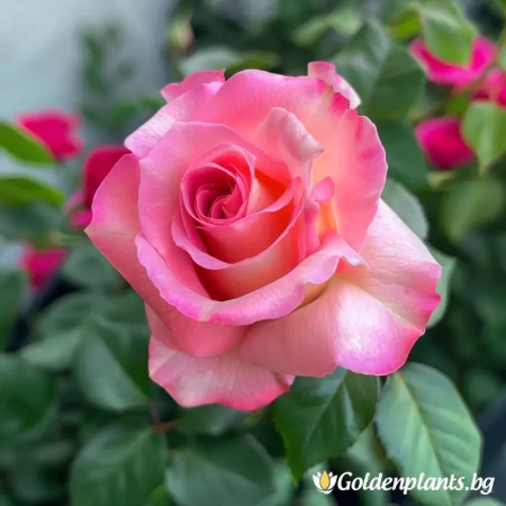 Роза – сорт ‘Розова Снежинка’ (гол корен)
