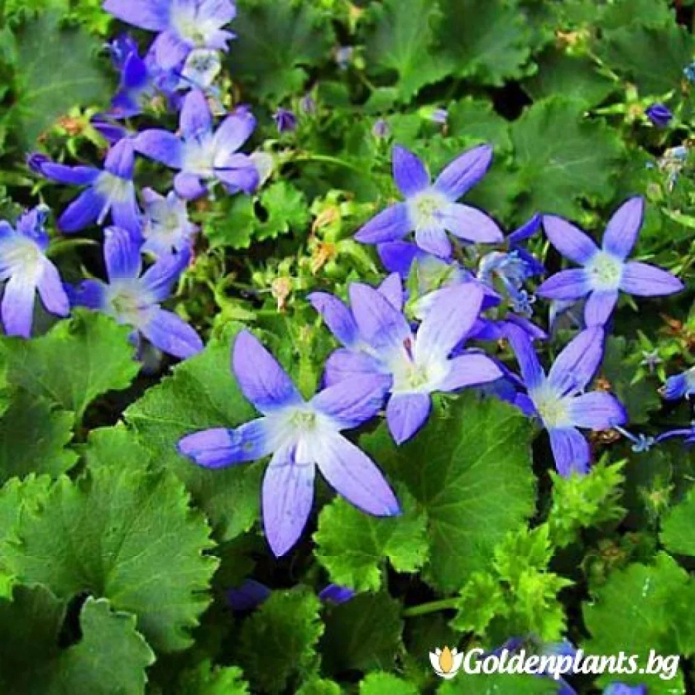 Кампанула синя (градински вид)
