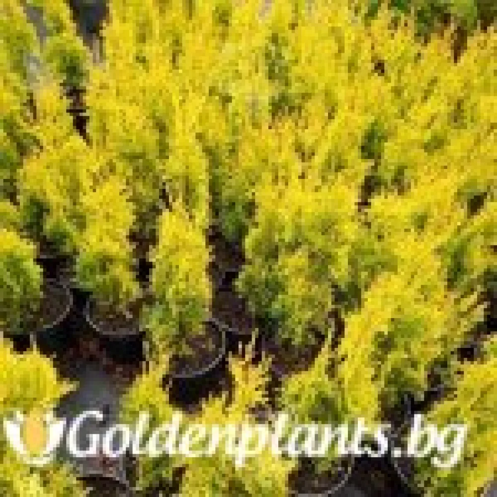 Западна туя Malonyana Aurea (дървесен вид)