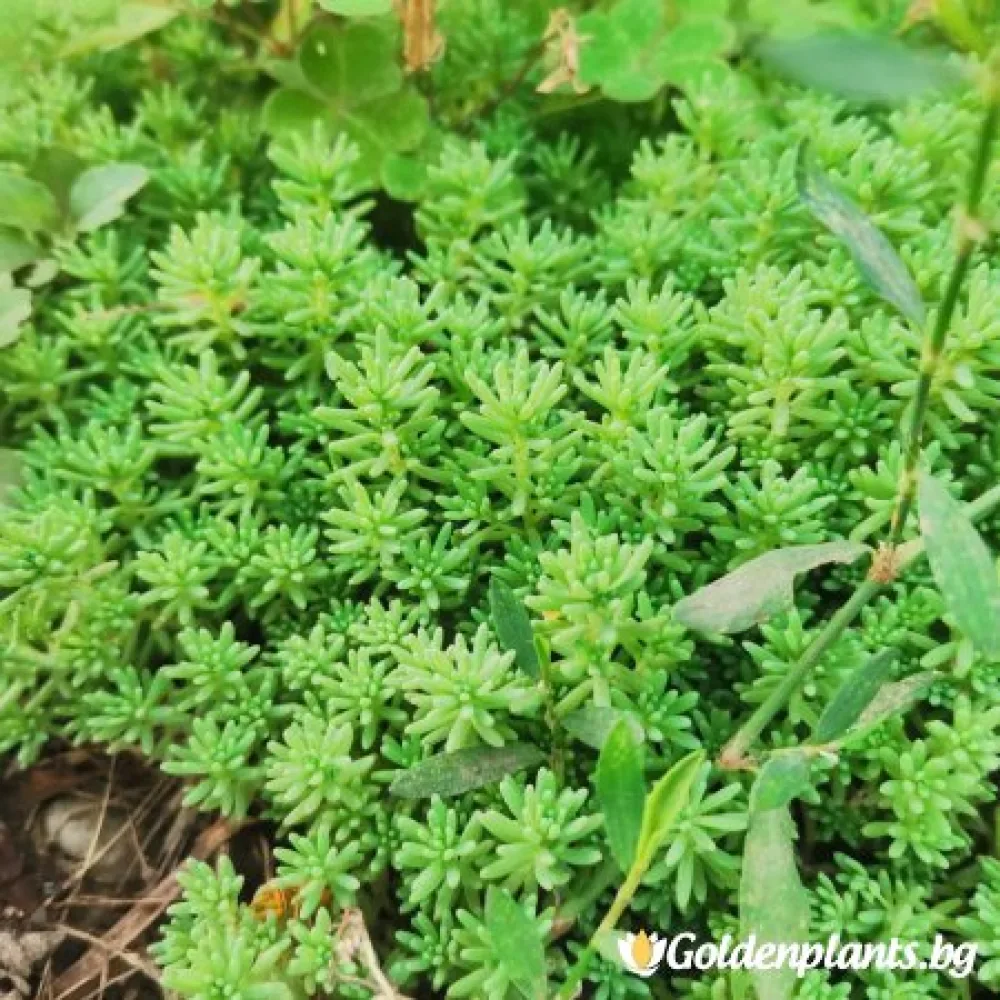 Седум green carpet зелен (градински вид)