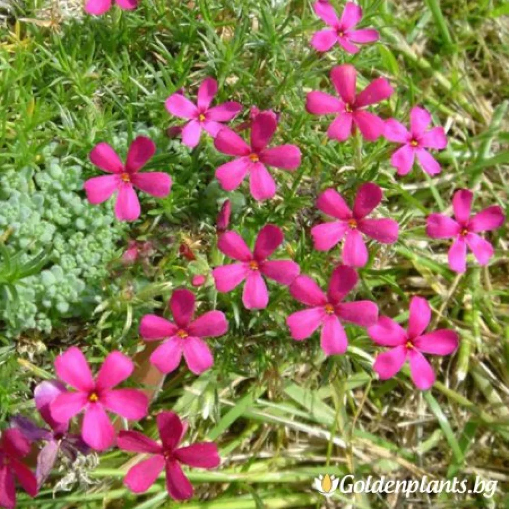 Алпийски Флокс Цикламено червен / Phlox (D) Ochsenblut (градински вид)