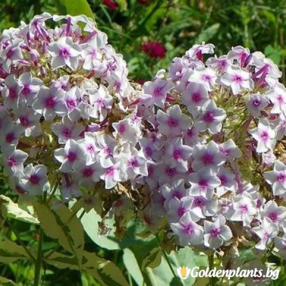 Алпийски флокс шарен (градински вид)