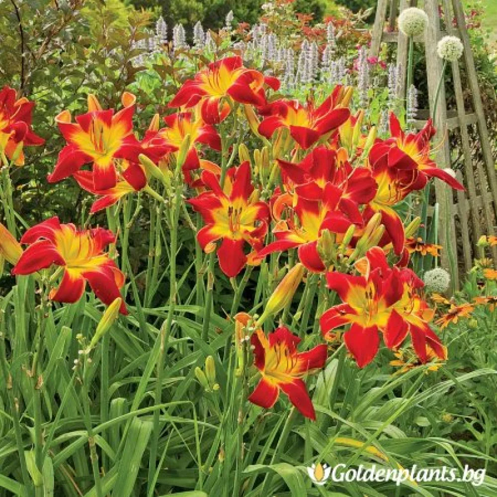 Хемерокалис /Hemerocallis (цъфтящ вид)