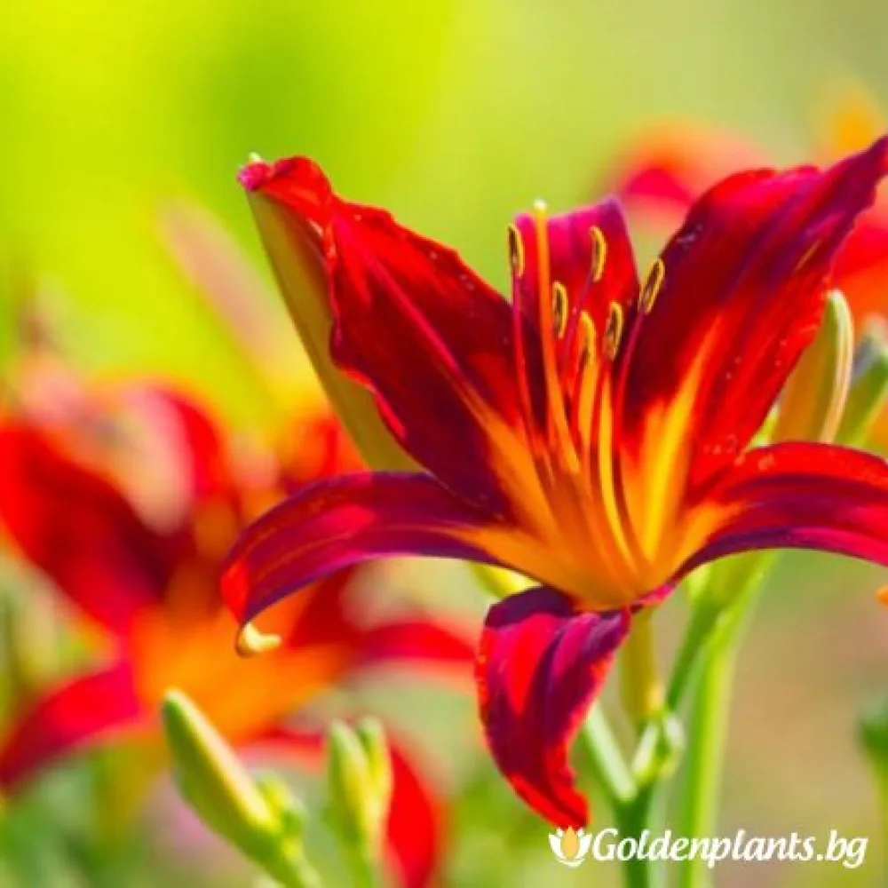 Хемерокалис /Hemerocallis (цъфтящ вид)