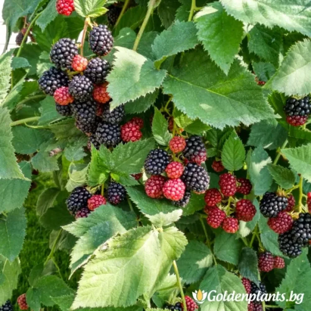Къпина Арапахо (плодов сорт)
