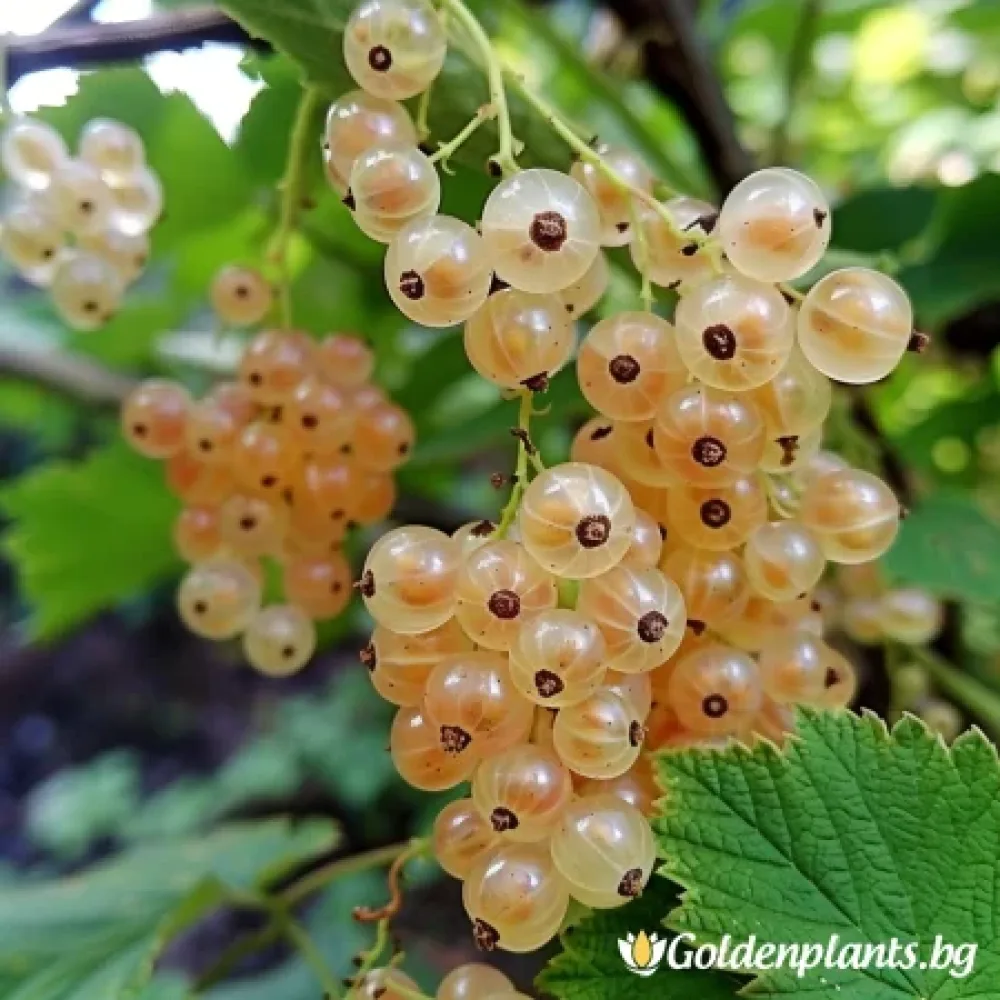Касис – сорт ‘Бял’