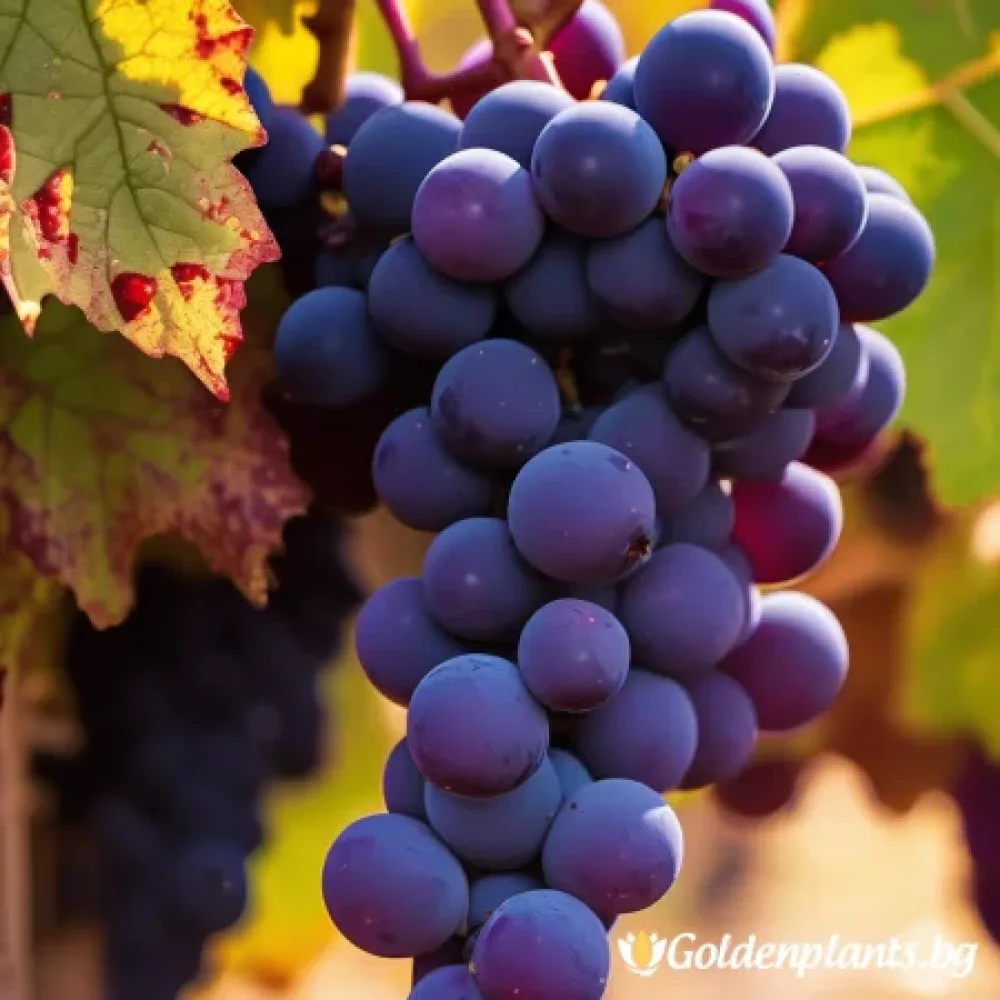 Лоза сорт Каберне Совиньон /Cabernet sauvignon/- ранно зреещ (лозов сорт)