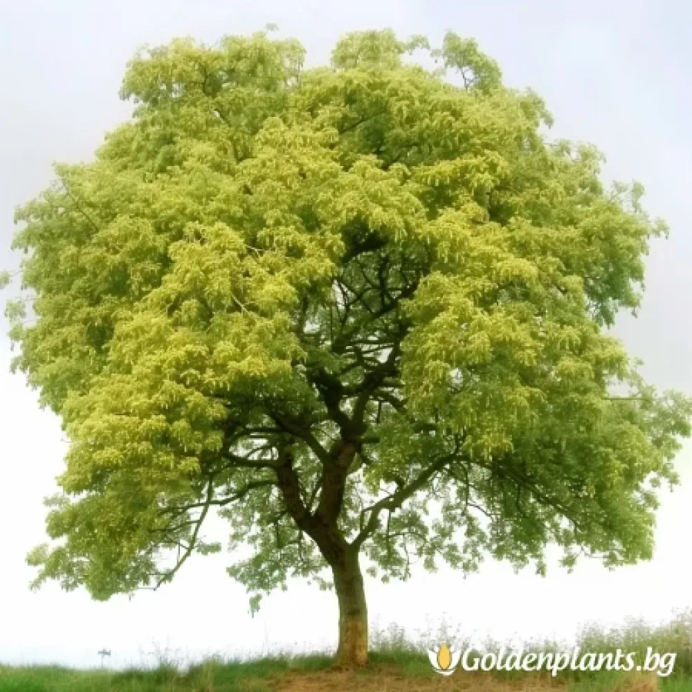 Японска Софора (дървесен вид)