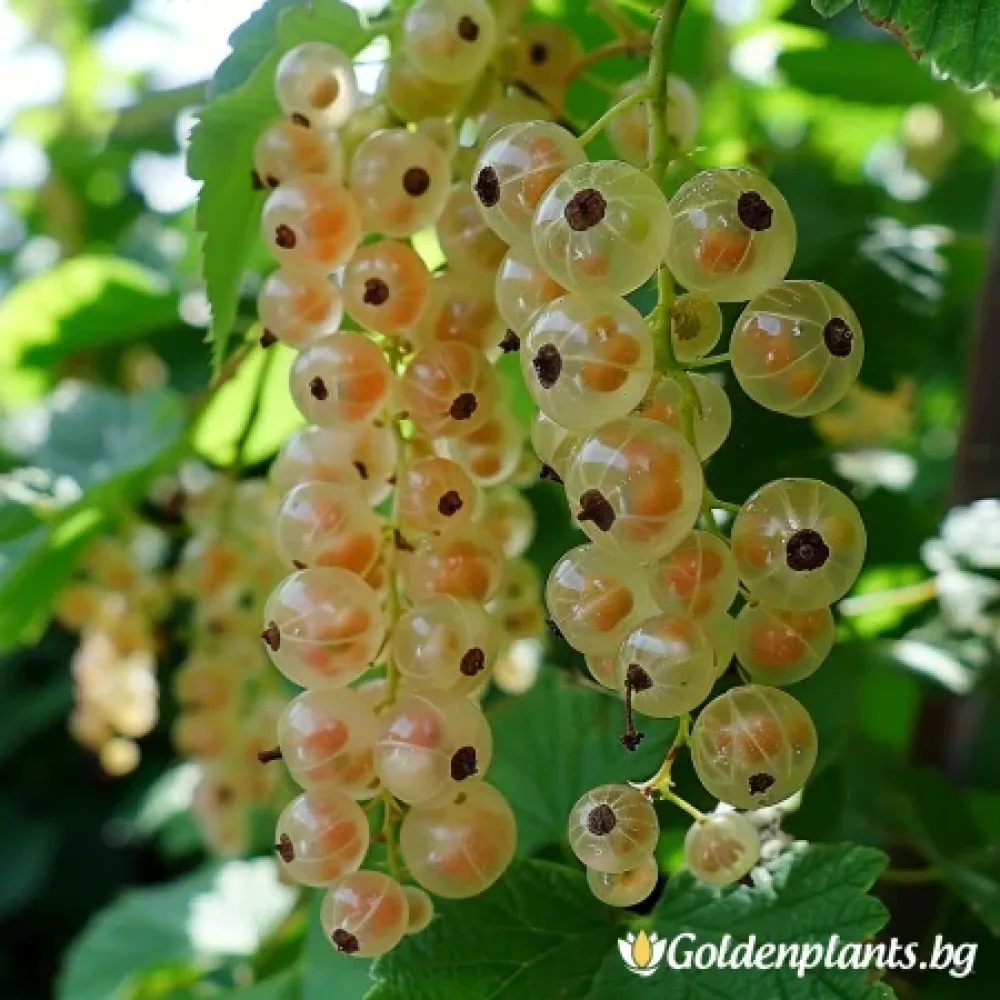 Касис – сорт ‘Бял’
