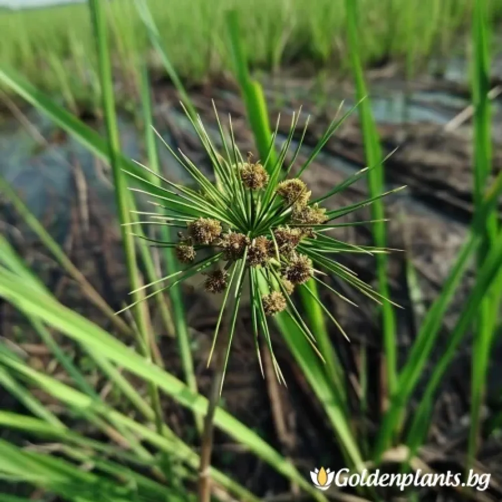 Морски Ситник (градински вид)