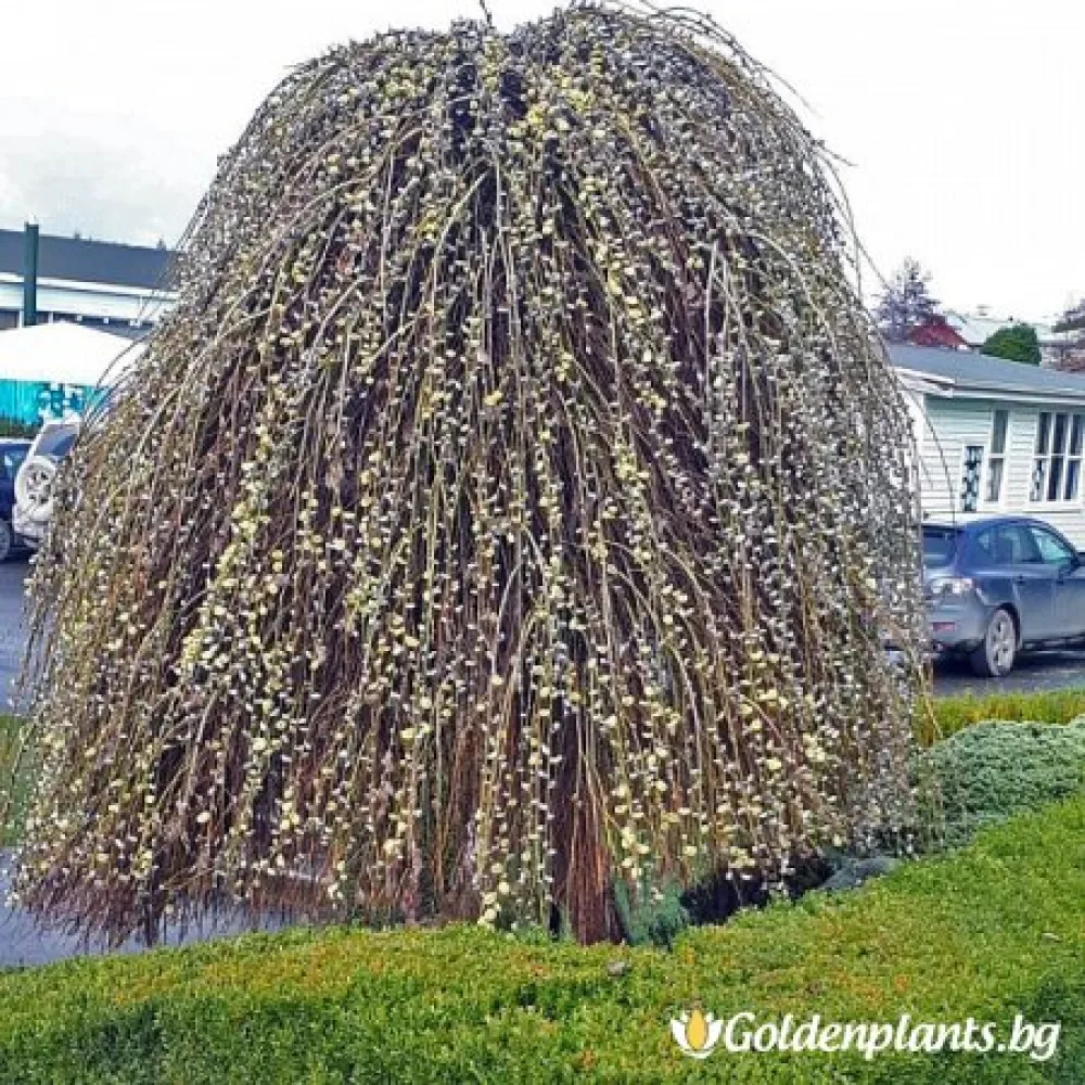 Плачеща върба – сорт ‘Ива’