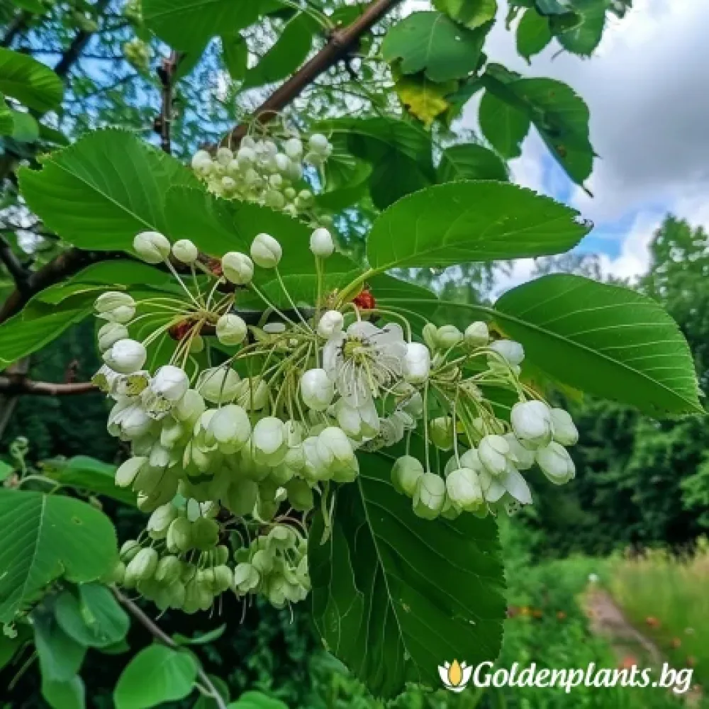 Офика Бяла 120см (дървесен вид)