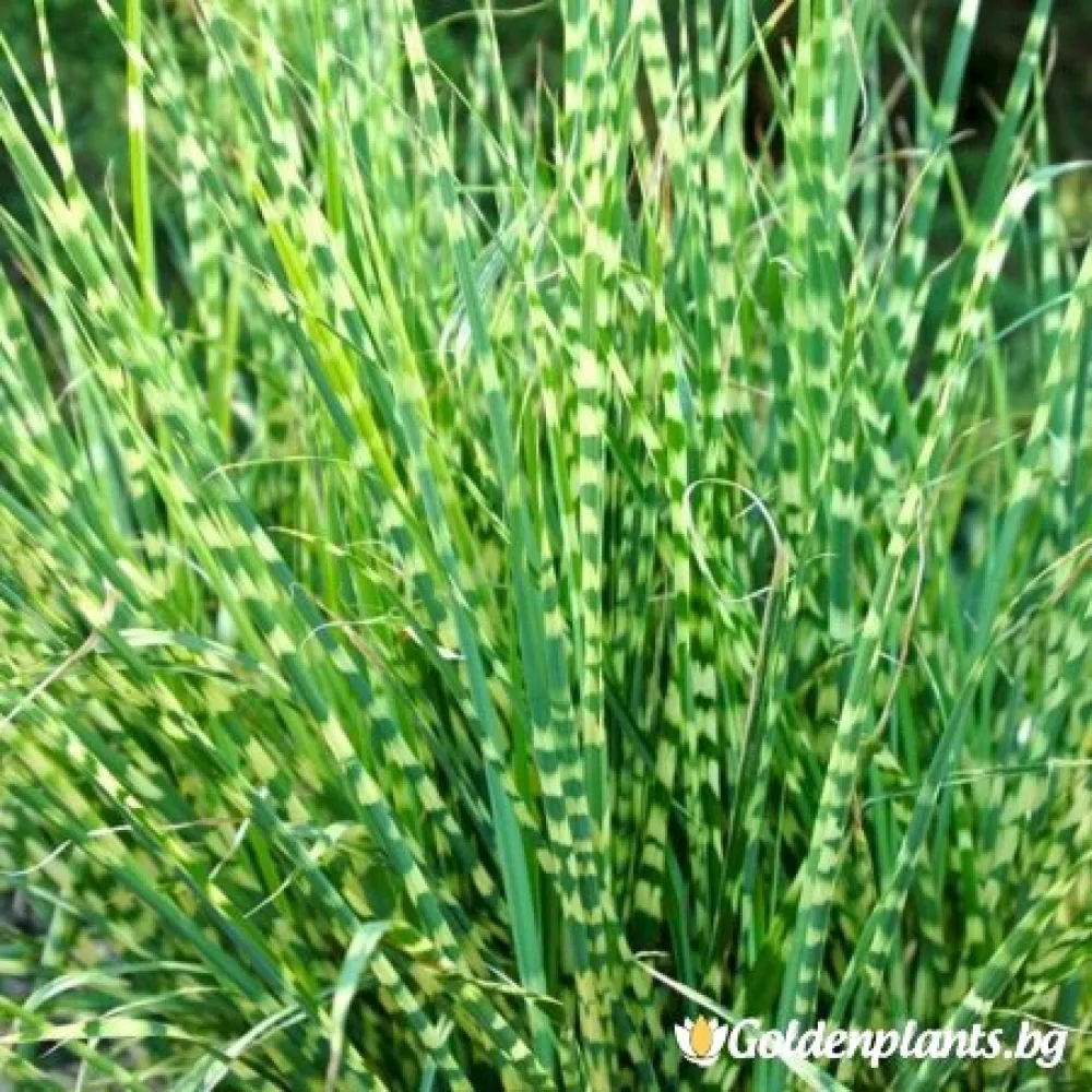 Мискантус - Китайски камъш, Царска тръстика (дървесен вид)