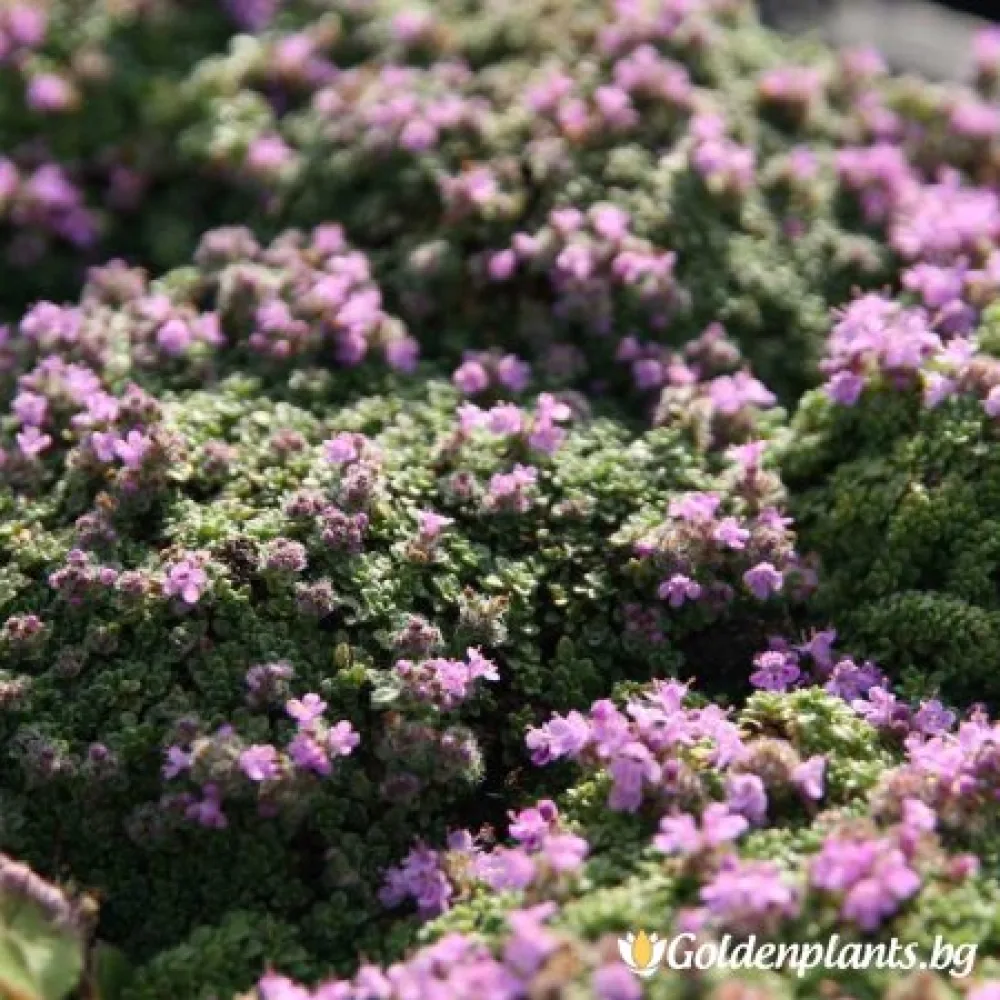 Пълзяща – сорт ‘Мащерка’