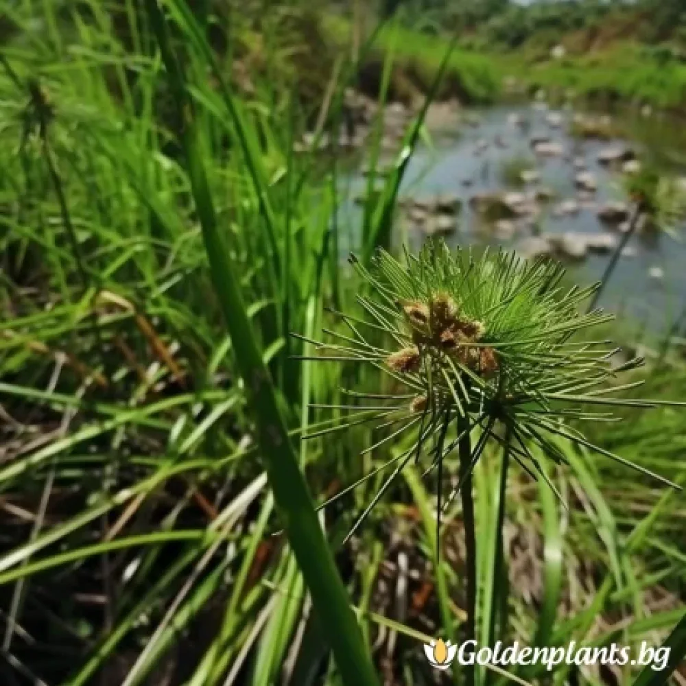 Морски Ситник (градински вид)