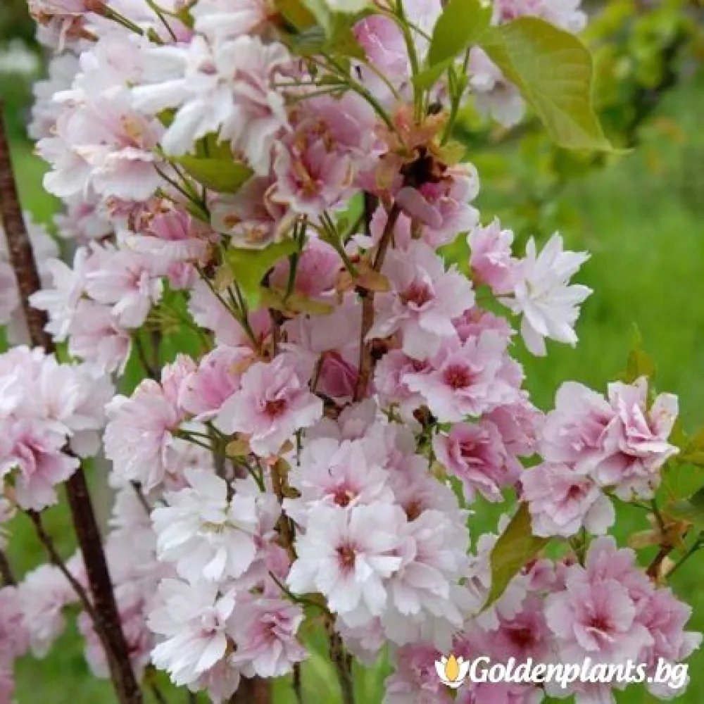 Японска вишна Аманогава 140-160 см (дървесен вид)
