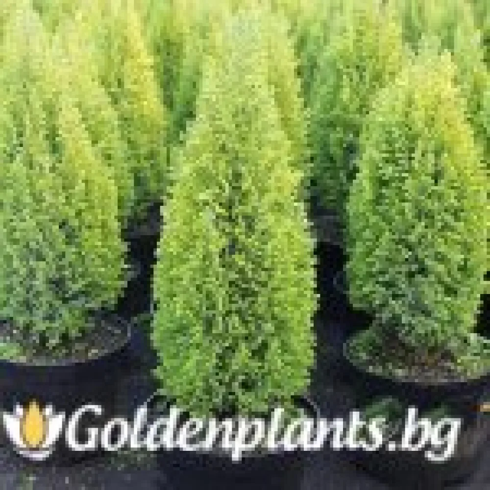 Лъжекипарис Ellwood and ’s Gold (дървесен вид)