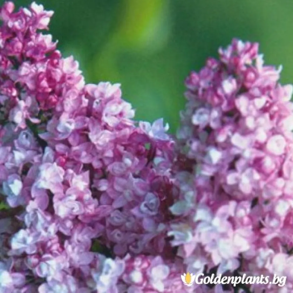 Люляк – сорт ‘Колхозница’
