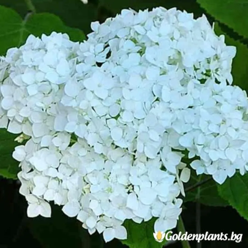 Хортензия бяла (дървесен вид)