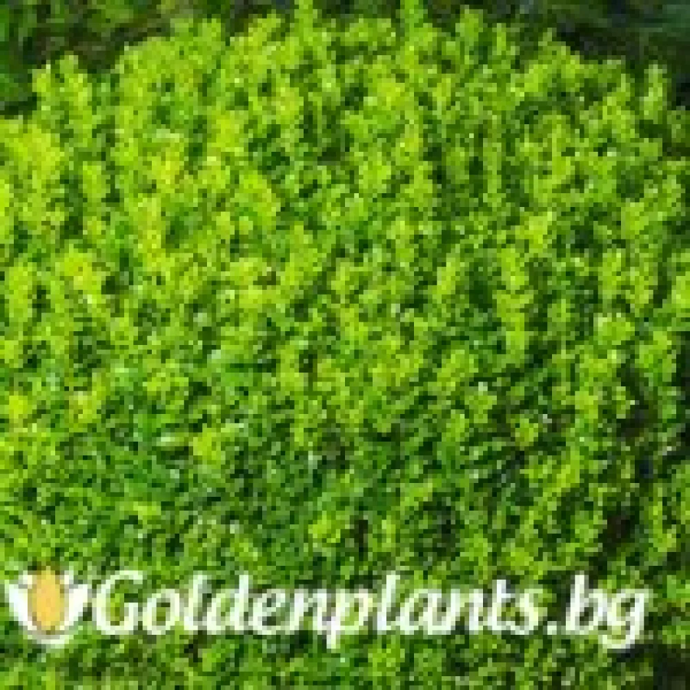 Чемшир в 1 л. саксия (за жива ограда)
