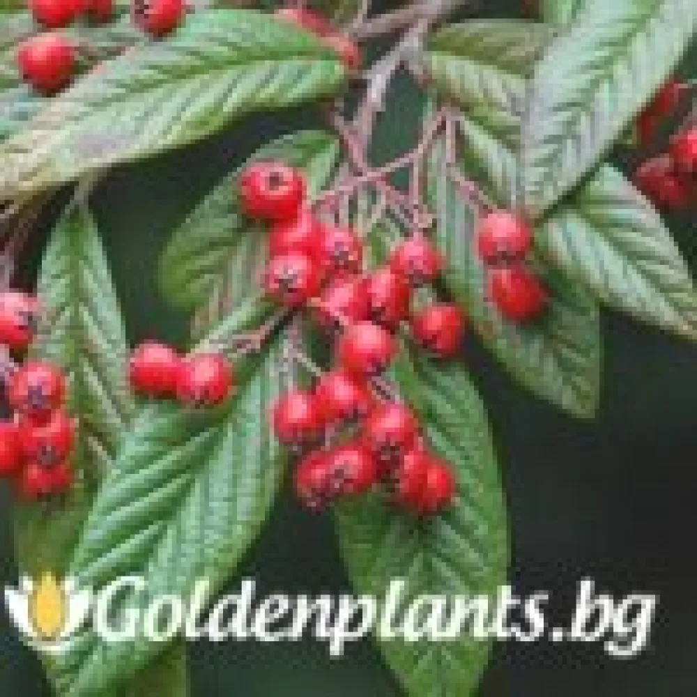 Котонеастър Salicifolia (за жива ограда)