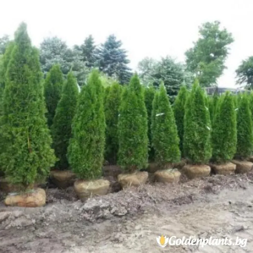 Западна туя malonyana 30-40см (дървесен вид)