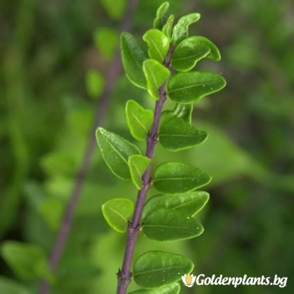 Лоницера нитида – сорт ‘Мейгрин’