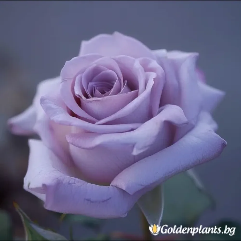 Роза – сорт ‘Цъфтяща Симфония’ (гол корен)