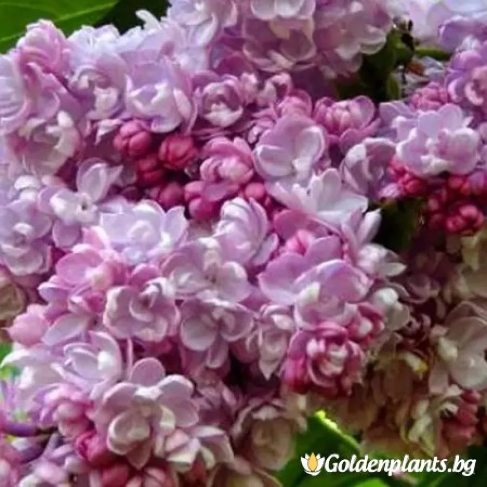 Люляк – сорт ‘Колхозница’