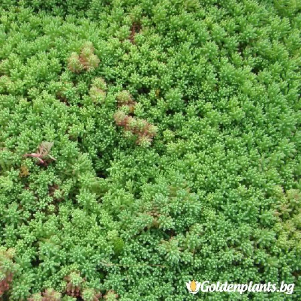 Седум green carpet зелен (градински вид)