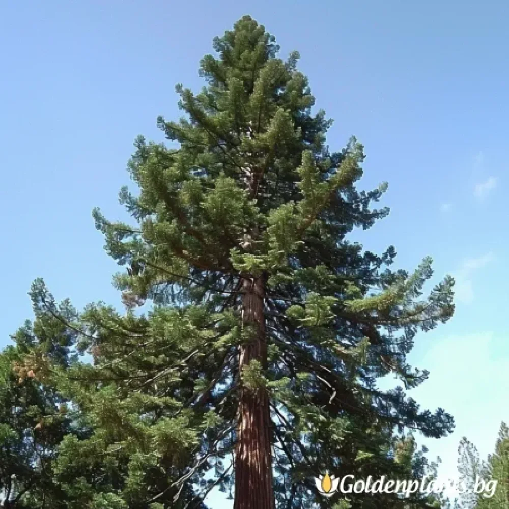 Калифорнийска Секвоя (дървесен вид)