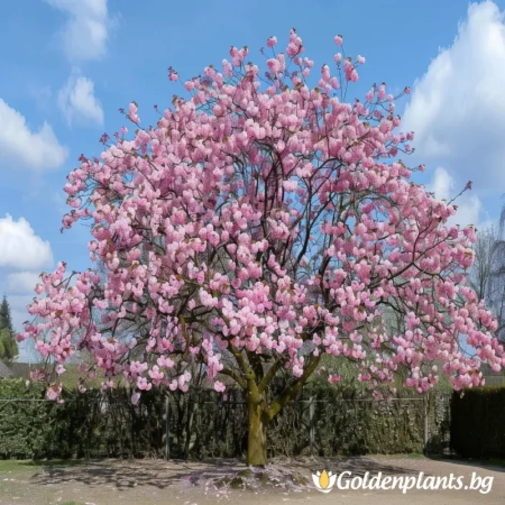Японска вишна Канзан 140см (дървесен вид)