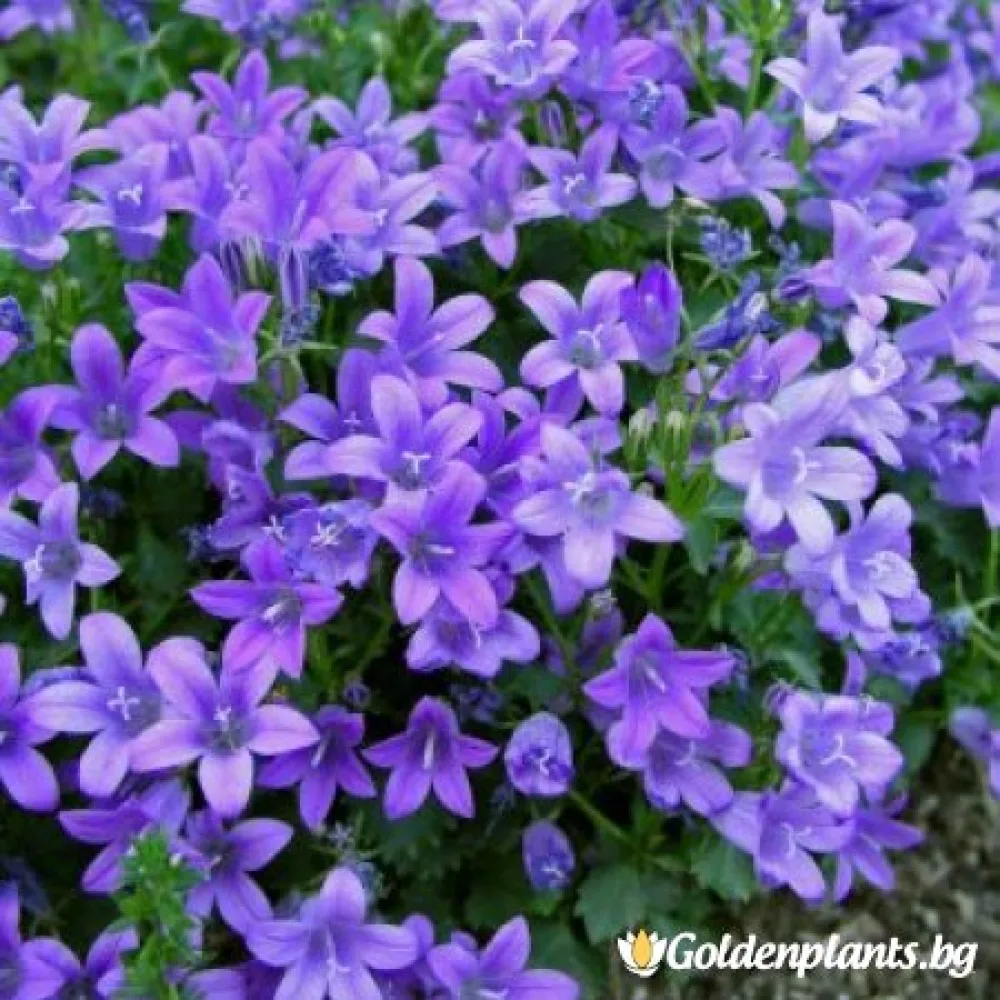 Кампанула синя (градински вид)