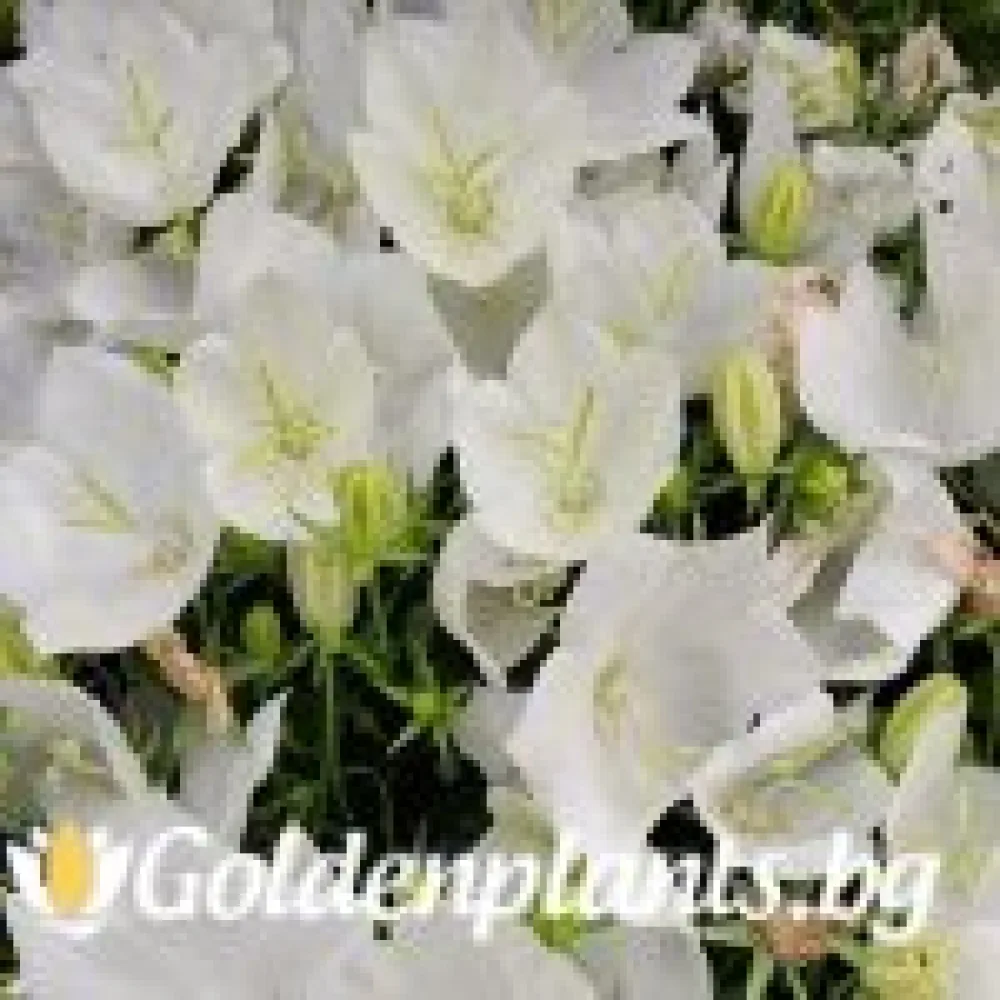 Кампанула бяла (градински вид)