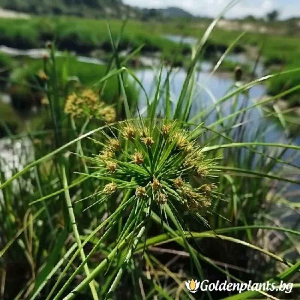Морски Ситник (градински вид)