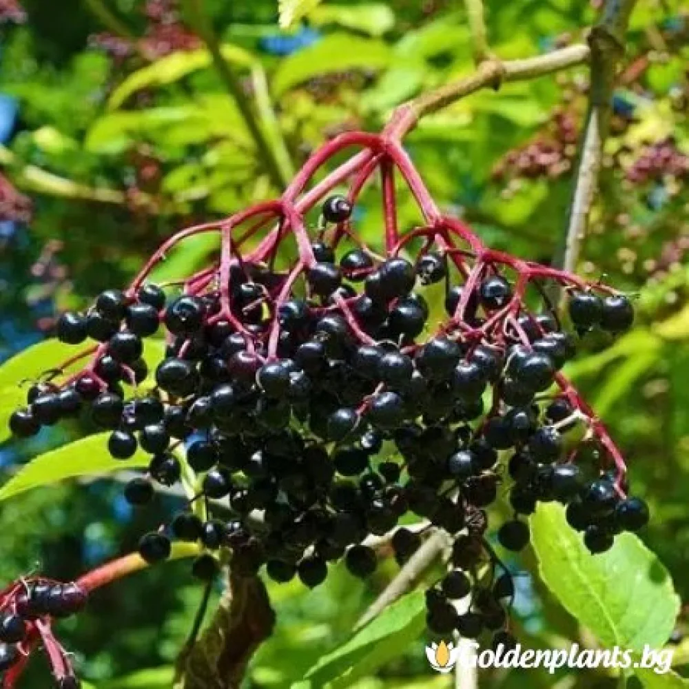 Черен бъз (плодов сорт)