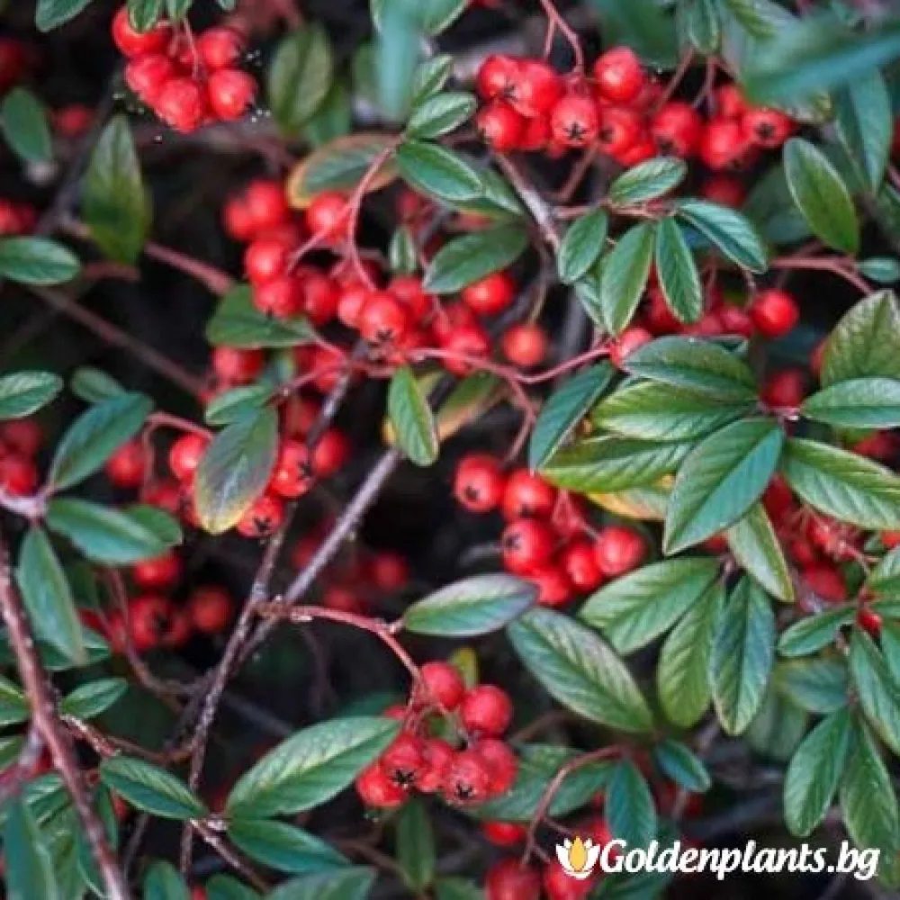 Котонеастър Salicifolia (за жива ограда)
