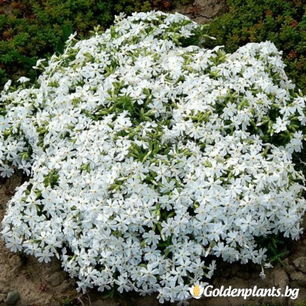 Алпийски Флокс бял (градински вид)