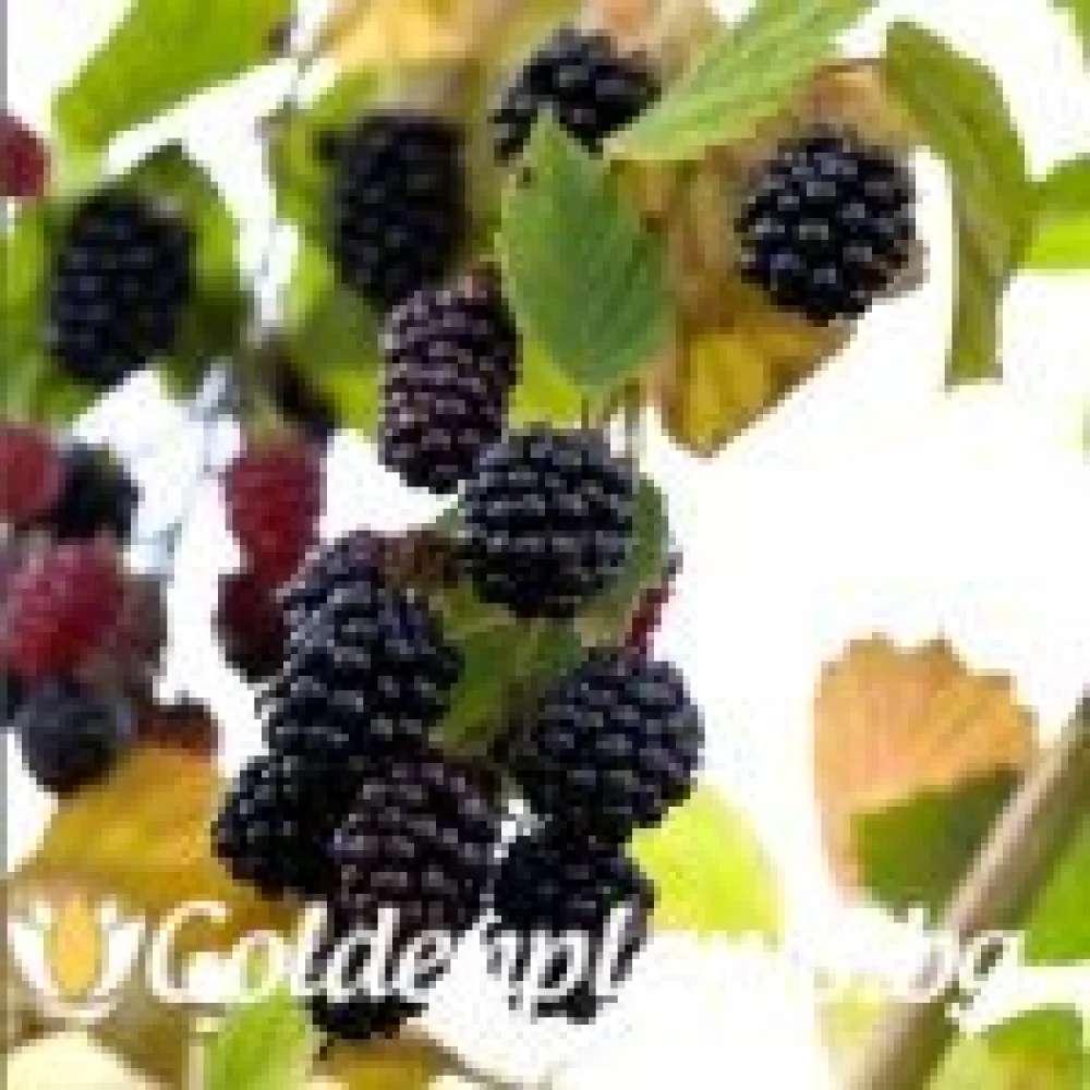 Къпина Уачита (плодов сорт)