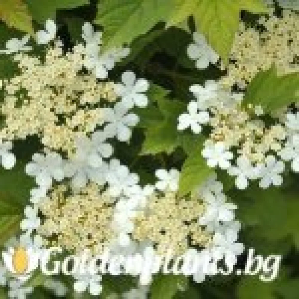 Червена калина компактна (дървесен вид)