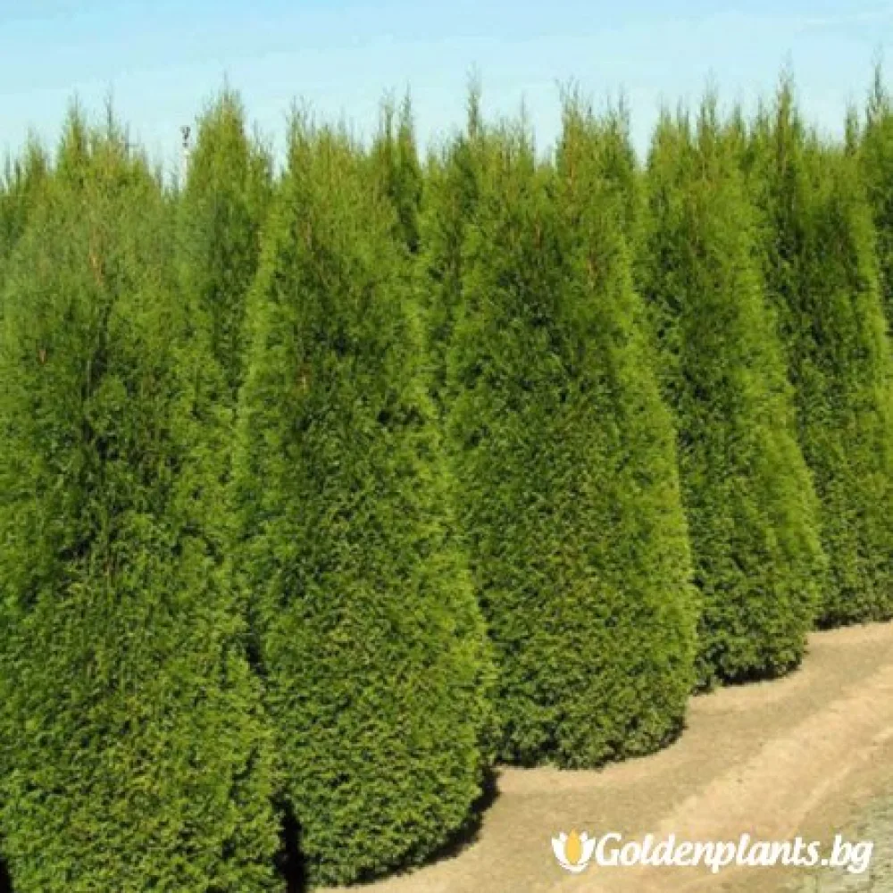Западна туя Malonyana Aurea (дървесен вид)