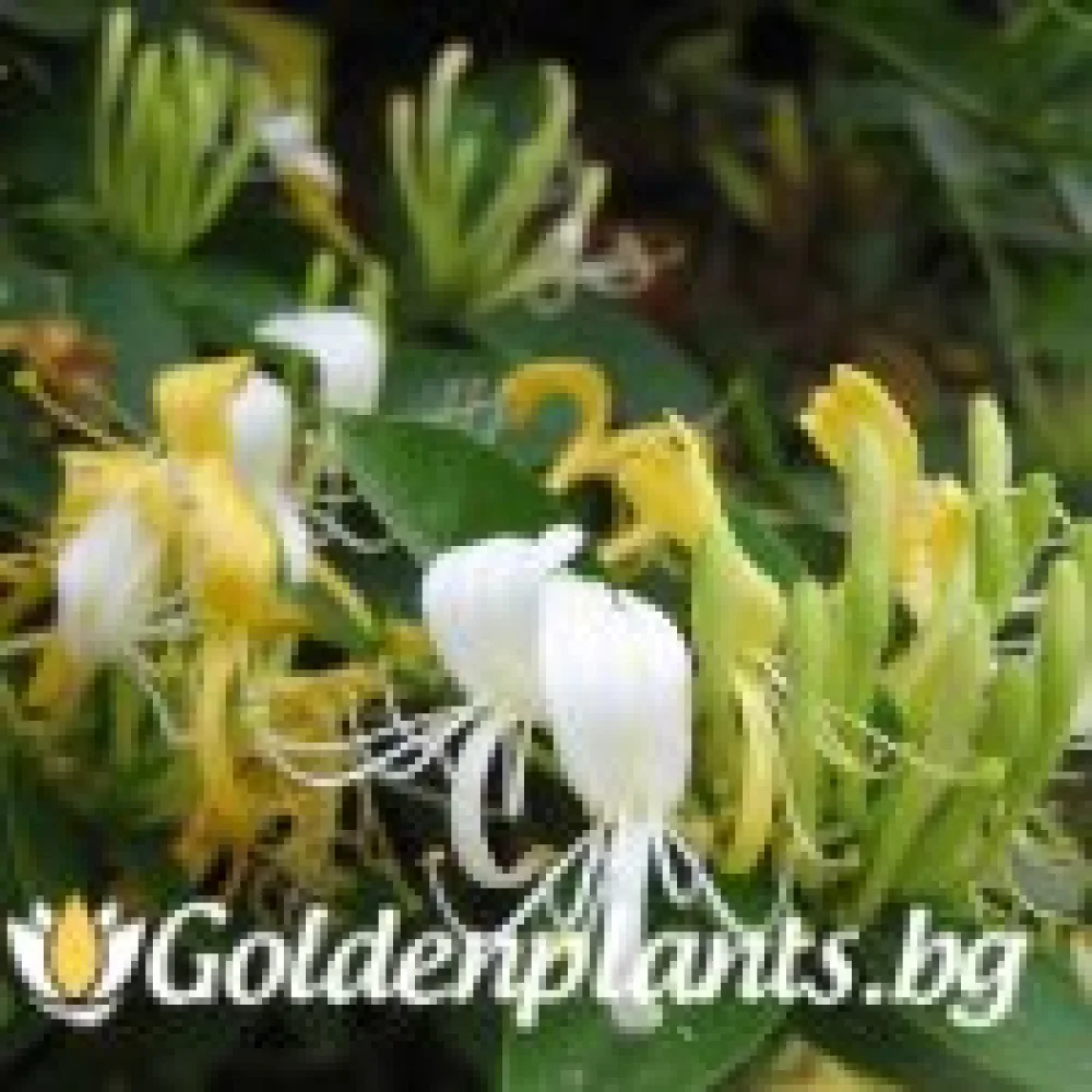 Лоницера Japonica (за жива ограда)