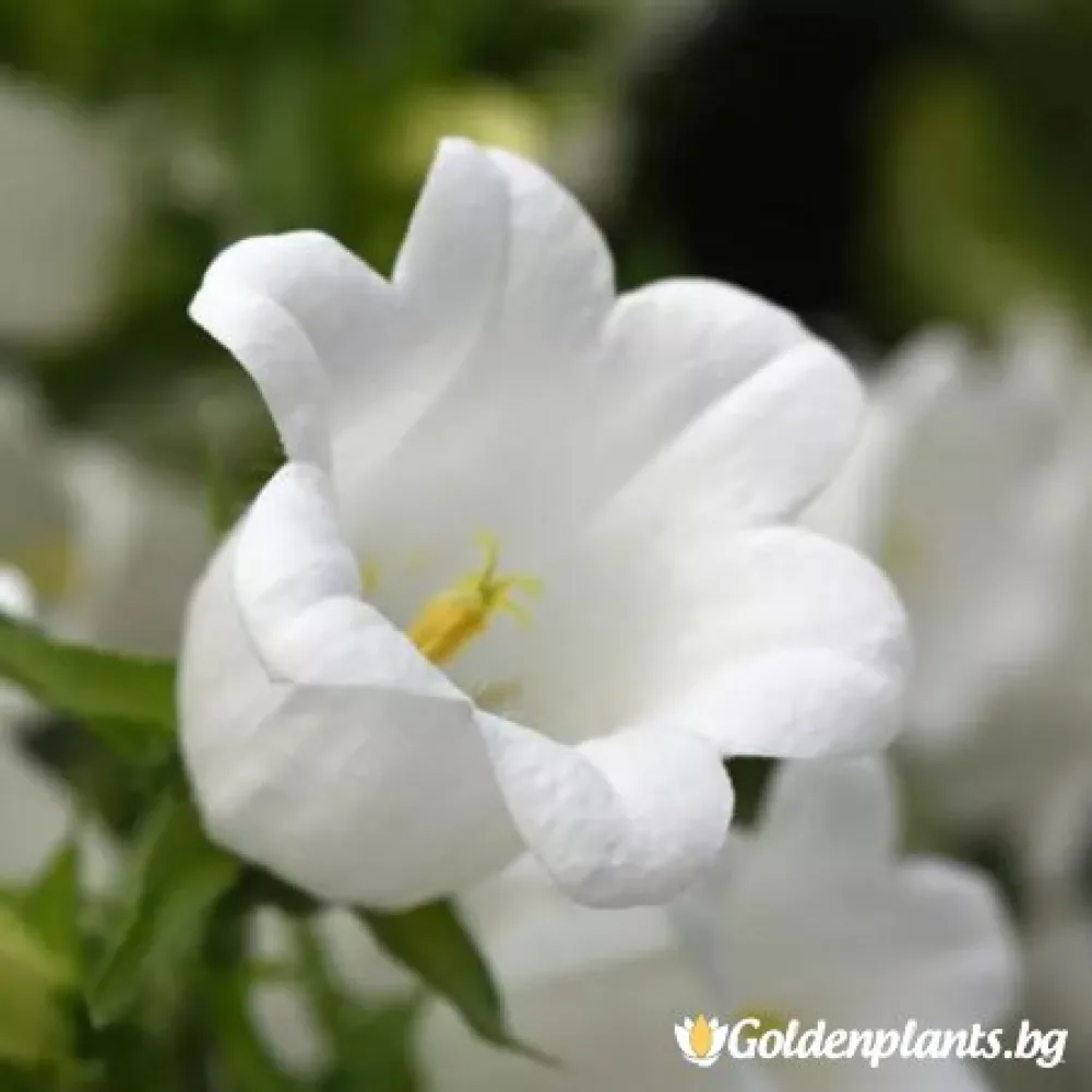 Кампанула бяла (градински вид)